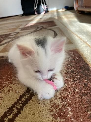 сфинкс стоимость: Котёнок белоснежного окраса с небольшой серой отметиной на макушке — 1