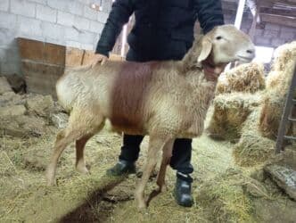 кролики декоративные: Сатам | Кочкор (эркек) | Арашан | Союуга — 1