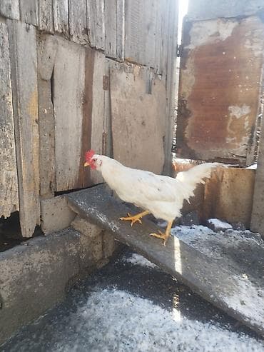 брама кохинхин: Продаю | Петух | Домашняя | На забой, Для разведения — 1