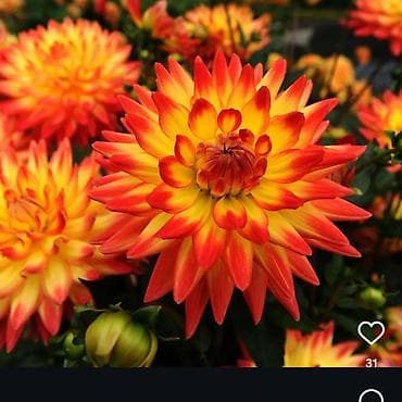 бу раковина с тумбой: Георгины — вегетативные низкорослые - Ассортимент: декоративные и — 3