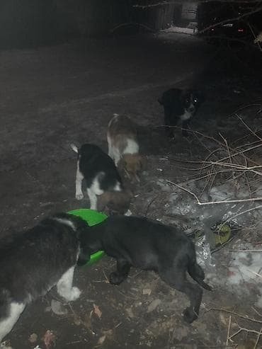 корги собаки: Щенки, помёт из 5 малышей. Описание: - Разный окрас: чёрные — 3