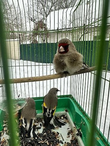 animal pack: Щеглы (кардиналы) в клетке - Вид: певчие птицы щеглы (Carduelis — 1