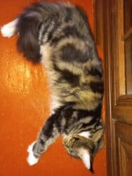 Кемирүүчүлөр: Продам девочку породы мейн-кун ответственным и любящим эту породу — 4