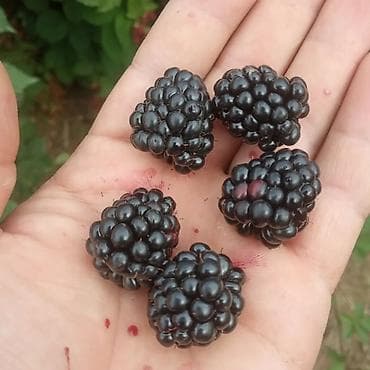 Уруктар жана көчөттөр: Ежевика "Торнфри " высокоурожайный сорт (саженцы) көчөттөрү сатылат — 1