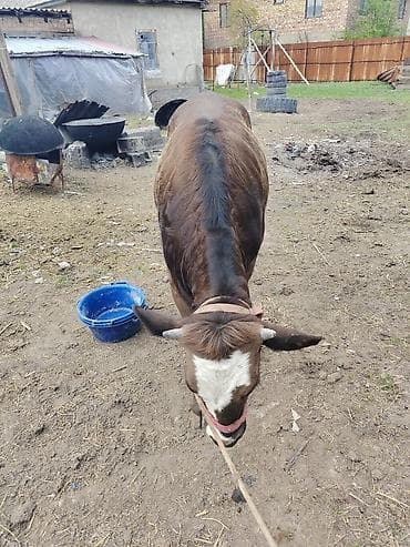 телки швицкой породы: Продаю | Корова (самка), Музоо, торпок | Швицкая | На откорм | Привязанные — 1