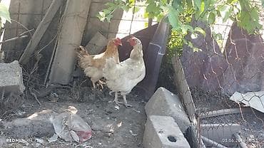 дом животных: Продаю | Куры | Домашняя — 4