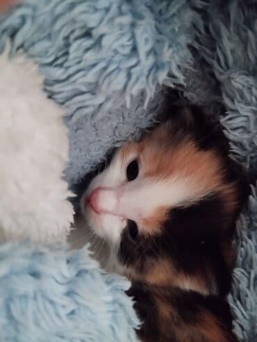 щенки стаффордширского терьера купить: Очаровательные котята 4 шт,2 мальчика и 2 девочки.На фото они — 4