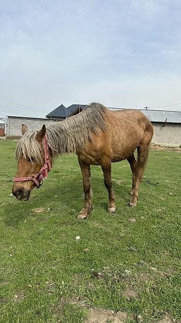 Продаю | Жеребец | Рабочий