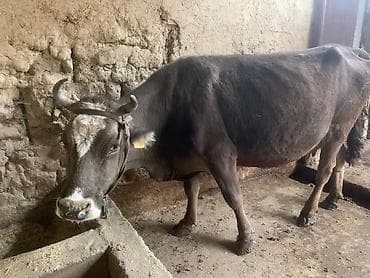 Продаю | Корова (самка) | Для молока | Привязанные