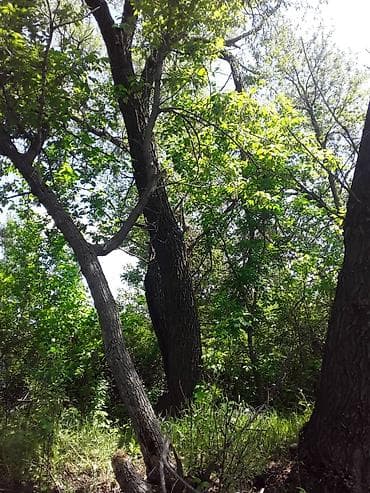 темир издегич: Продаю деревья обращаться по телефону — 6