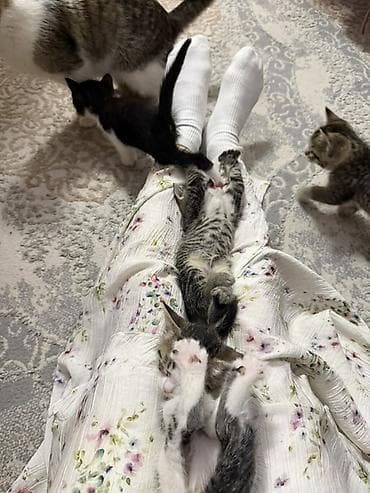 бишкектен уй сатылат: Котята, домашние котята. Срочно ищу семью для котят. Две девочки и два — 5