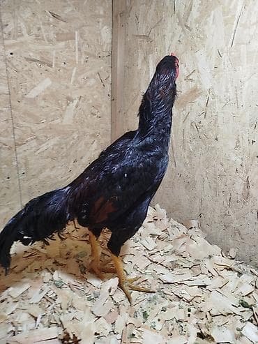 куриный угалок: Продаю | Куры — 6