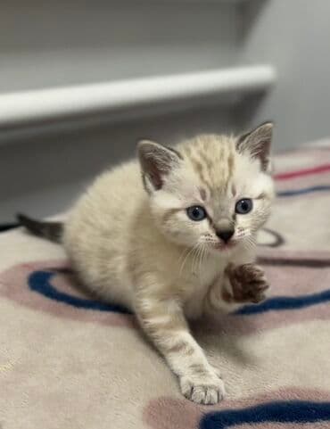 вислоухие кот: 1 месяц, Мальчик, Серебристая шиншилла, Метис, Приучена к лотку — 2