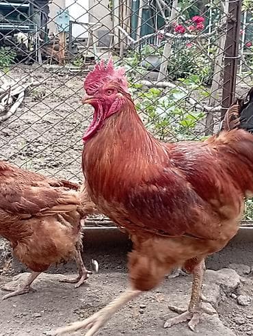 кохинхин куры: Продаю | Петух | Для разведения — 2