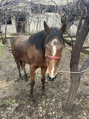 копчёная рыба: Продаю | Кобыла (самка) — 4