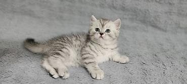 Продаются чистокровные котятята. Шотландской народы. 3 котёнка( 1 — 1