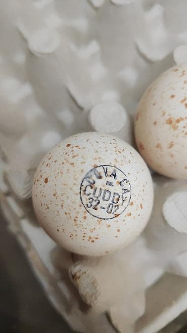 Башка жаныбарлар: Инкубационные услуги на савремном оборудование инкубируем для — 7