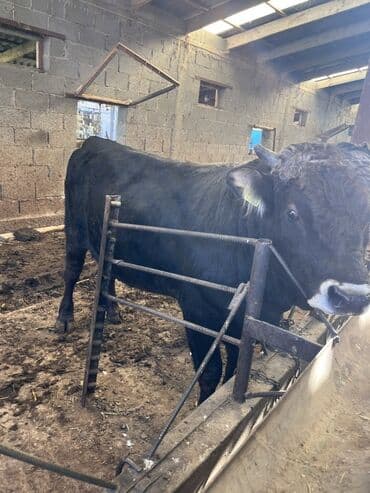 охотничий собак: Продаю | Бык (самец) | Для разведения — 1