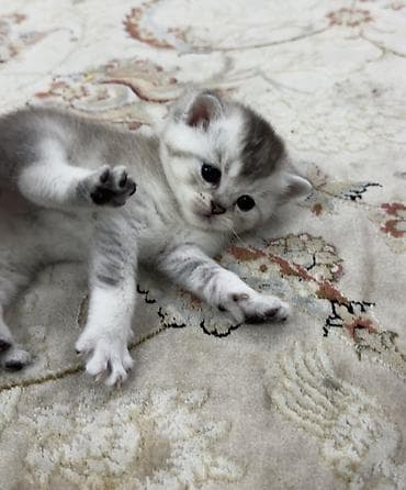 котята шотландцы: Шотландские котята (вислоухий/страйт) от породистой кошки Родились 7 — 8