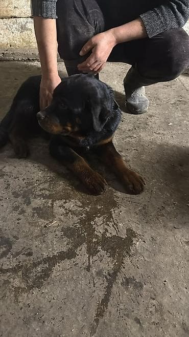 собака шенки: Породистый щенок ротвейлера Возраст 4 месяца Дважды привит и — 2