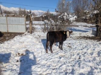 домашний петух: Продаю | Бык (самец) | Герефорд, Голштин, Швицкая | На откорм | Племенные — 7