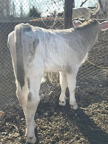 швиц тёлка: Продаю | Бык (самец) | Швицкая | На откорм | Племенные — 5