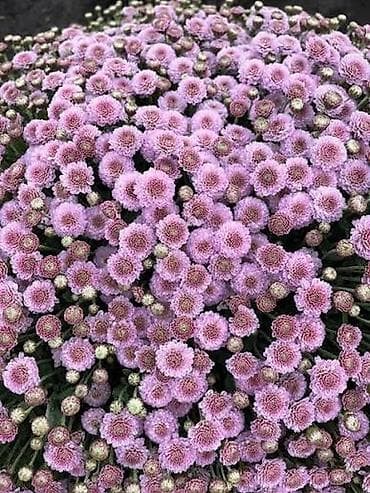Үй жана бакча: Көчөттөр — 7