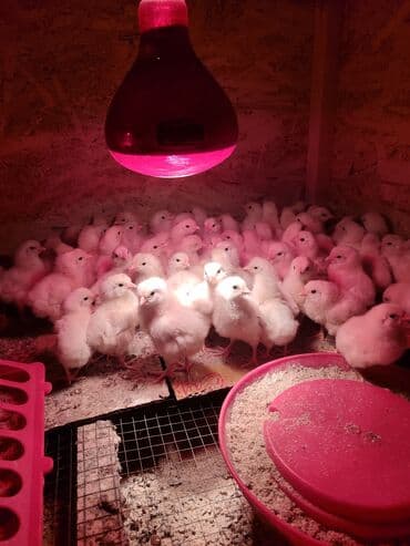 дом для кур: Продаю | Цыплята, Инкубационные яйца | Леггорн | Для разведения, Несушки — 5