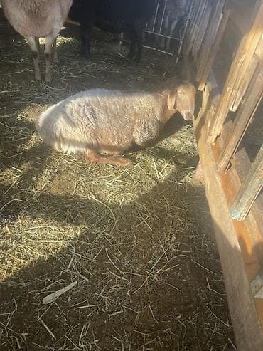 Продаю | Овца (самка) | Эдильбаевская, Арашан | Для разведения | Котные, Ярка — 3