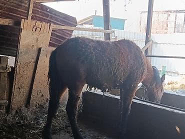 Лошади, кони: Продаю | Жеребенок | Для разведения — 1