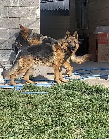 черные овчарки: Немецкая овчарка, 2 года, Самец, С прививкой — 2