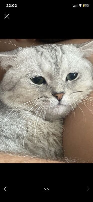 британский короткошерстный кот: Скотиш Страйт (Шотландская прямоухая), 1 год, Мальчик, Серебристая шиншилла, С документами — 5