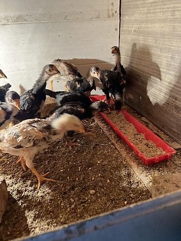 цыплята индейки: Продаю | Цыплята | Для разведения — 1