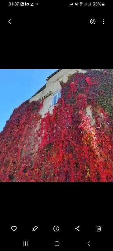 купить сакуру: Саженцы цветка: Пионы — 9