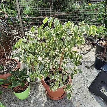 комнатные ростения: Комнатные декоративно-лиственные растения в горшках. В наличии разные — 4