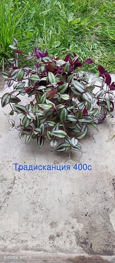 другие комнатные растения: Комнатные растения в горшках: - Хлорофитум Бони — 400 с Компактная — 5