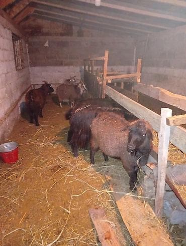 Продаю | Коза (самка), Козлёнок | Для разведения | Котные