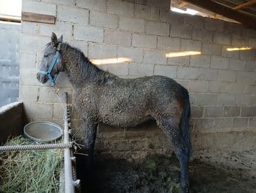 продажа кормов для сельскохозяйственных животных: Продаю | Жеребенок | Для разведения — 1