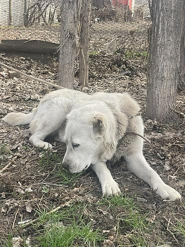 собака сокулук: Алабай, 11 айлык, Ургаачы, Ит тегин тастыктоочу документ — 4