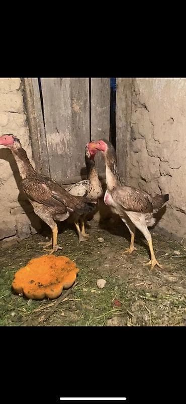 сколько стоят индюки: Продаю | Куры | Бойцовая | Для разведения — 4