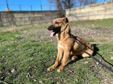 хаски продажа: Ищем дом молодому кобельку. Привит. Привезём сами — 4