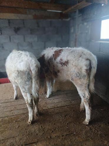 цена теленка коровы: Продаю | Тёлка | Полукровка | На откорм | Привязанные — 1