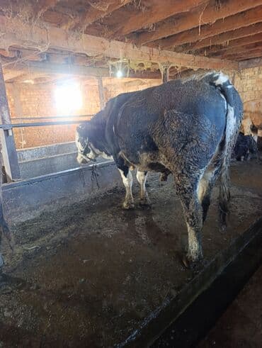 породистые собаки в добрые руки: Продаю | Бык (самец) | На откорм | Привязанные — 4