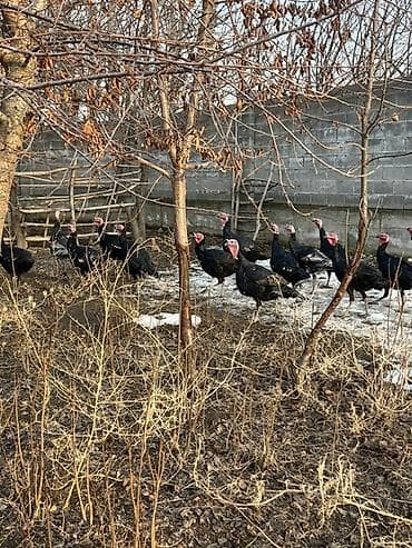 Продаю | Индюк (самец) | Для разведения