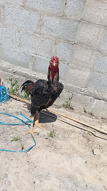 Продаю | Петух | Бойцовая | Для разведения — 1