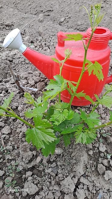 здоровое пртание: Саженцы винограда (разные сорта) - Молодые укоренённые кустики — 3