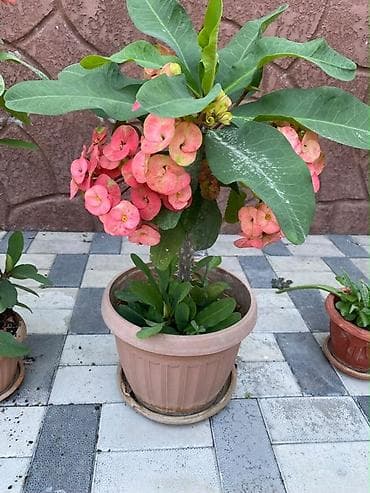 Молочай Миля (Euphorbia milii) в горшке. - Декоративно-цветущее at lalafo.kg Молочай Миля (Euphorbia milii) в горшке. - Декоративно-цветущее