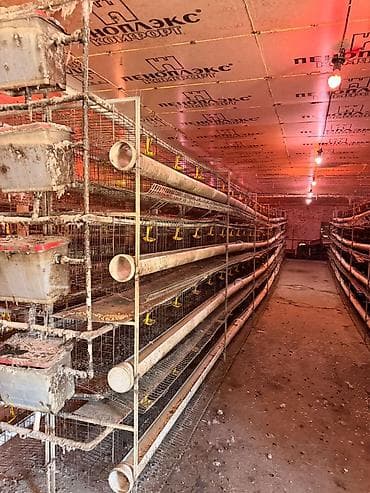 Продаю российские клетки для несушек 38 комплектов цена за комплект at lalafo.kg Продаю российские клетки для несушек 38 комплектов цена за комплект