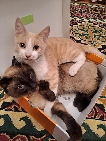 продам друга: Кошка даром: Беспородная, 9 месяцев, Мальчик, Приучена к лотку — 5