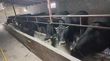 болонка цена: Продаю | Бык (самец) | Полукровка | На откорм | Привязанные — 1